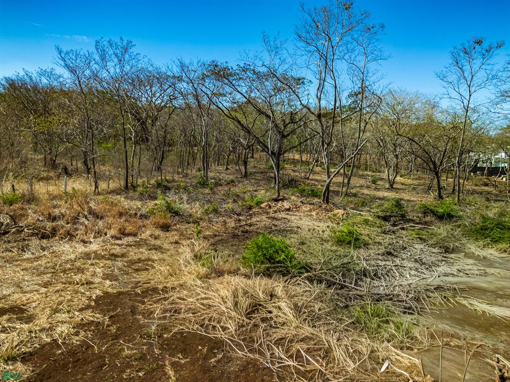 Tamarindo photo 3