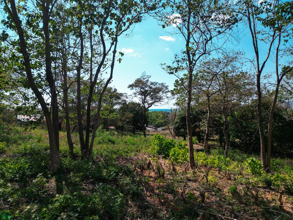 Tamarindo, Tamarindo photo 3