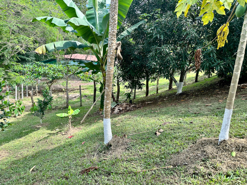 Finca Flo - Private Oasis in 6000m2 with 2 Dream Residences photo 19