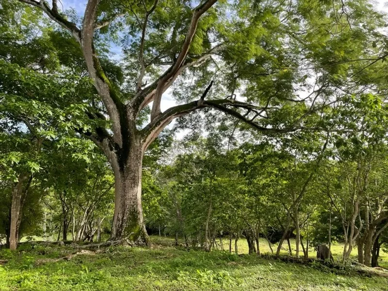 5000-m2-residential-lot-for-sale-in-a-very-nice-community-of-villareal