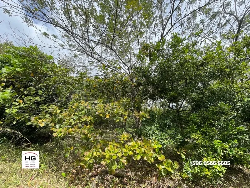 Cute little house on a huge 3 hectares land near Bagaces and Cañas photo 6