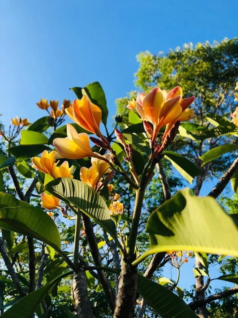 Eco Yoga Farm in Turrubares built upon 9640m2 land photo 18