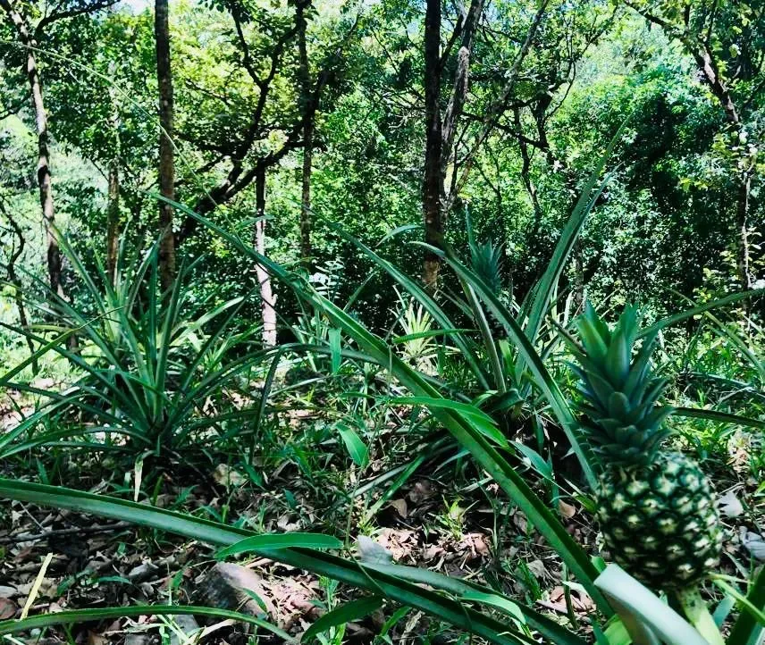 Eco Yoga Farm in Turrubares built upon 9640m2 land photo 19