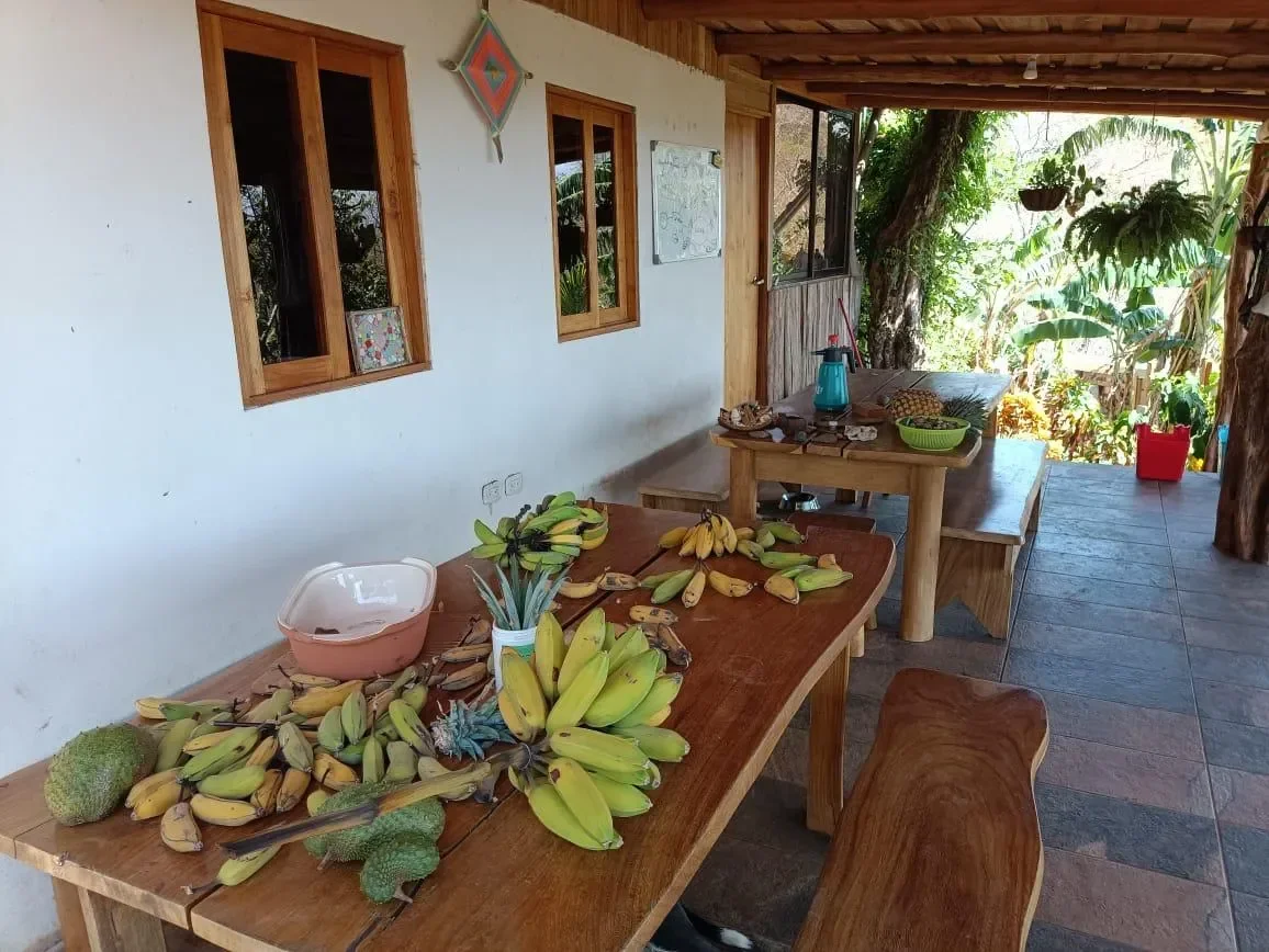 Finca Curcuma: Organic ocean view house built on a 2 hectares finca in San José de la Montaña photo 39