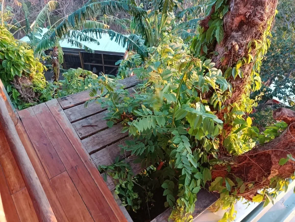 Finca Curcuma: Organic ocean view house built on a 2 hectares finca in San José de la Montaña photo 48