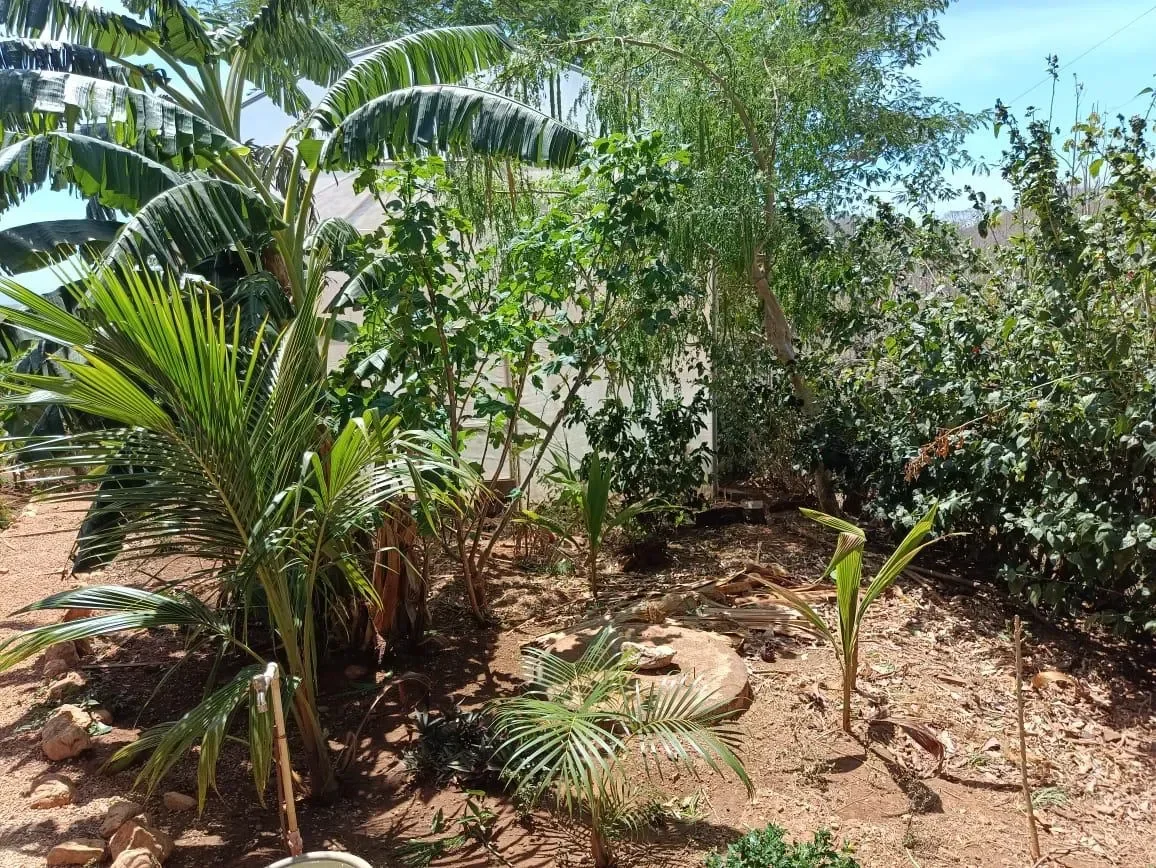 Finca Curcuma: Organic ocean view house built on a 2 hectares finca in San José de la Montaña photo 49