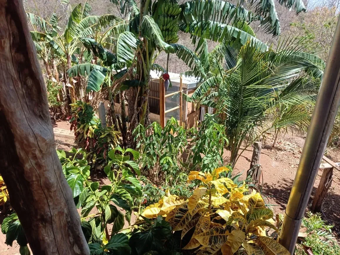 Finca Curcuma: Organic ocean view house built on a 2 hectares finca in San José de la Montaña photo 50