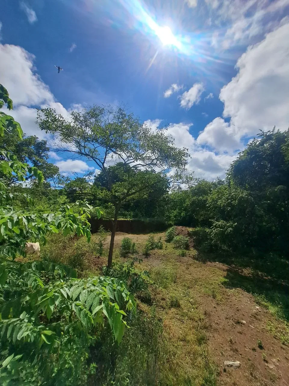 Exceptional 5,000 m² Lot for Sale in Tranquil Potrero – Just 5 Minutes from the Beach and Amenities photo 8